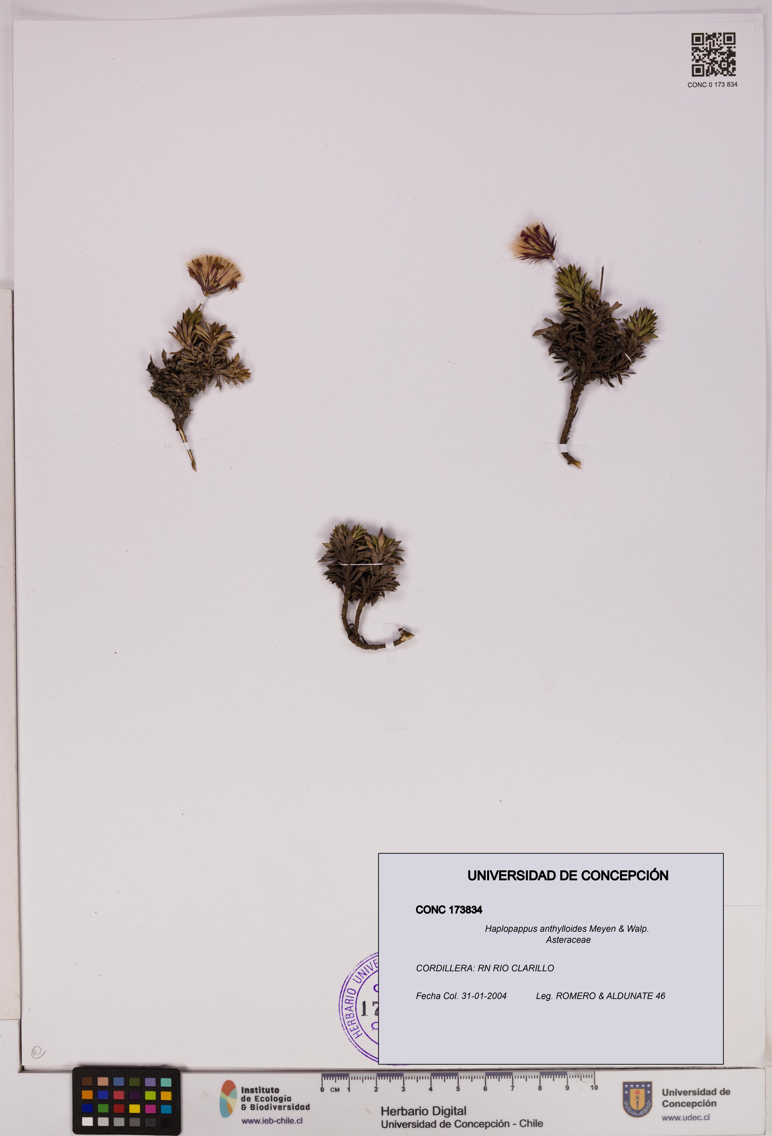 Haplopappus anthylloides [Espécimen: UDEC:CONC:0173834]
