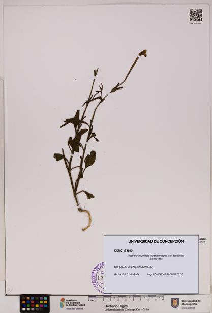 Nicotiana acuminata [Espécimen: UDEC:CONC:0173843]