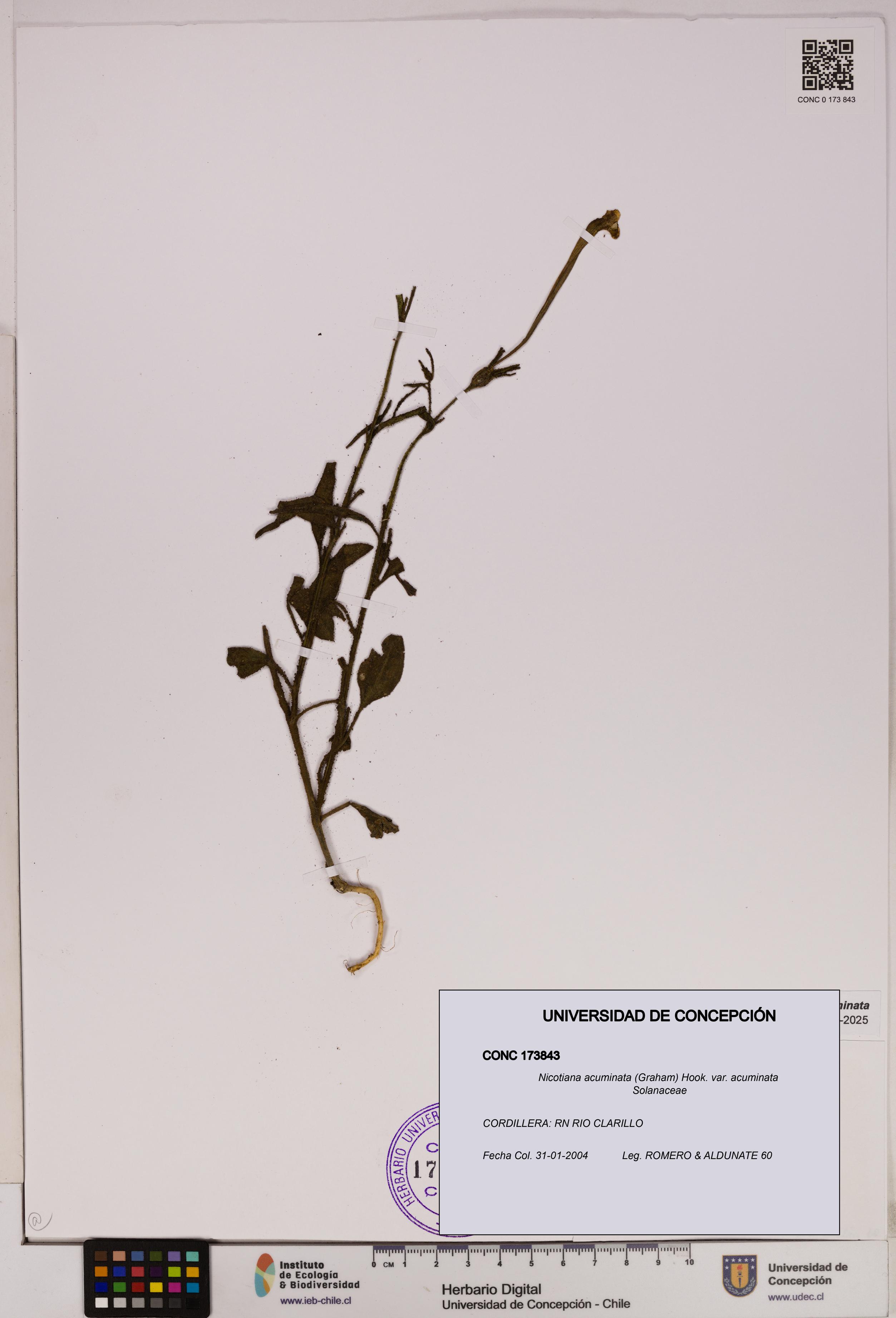Nicotiana acuminata [Espécimen: UDEC:CONC:0173843]