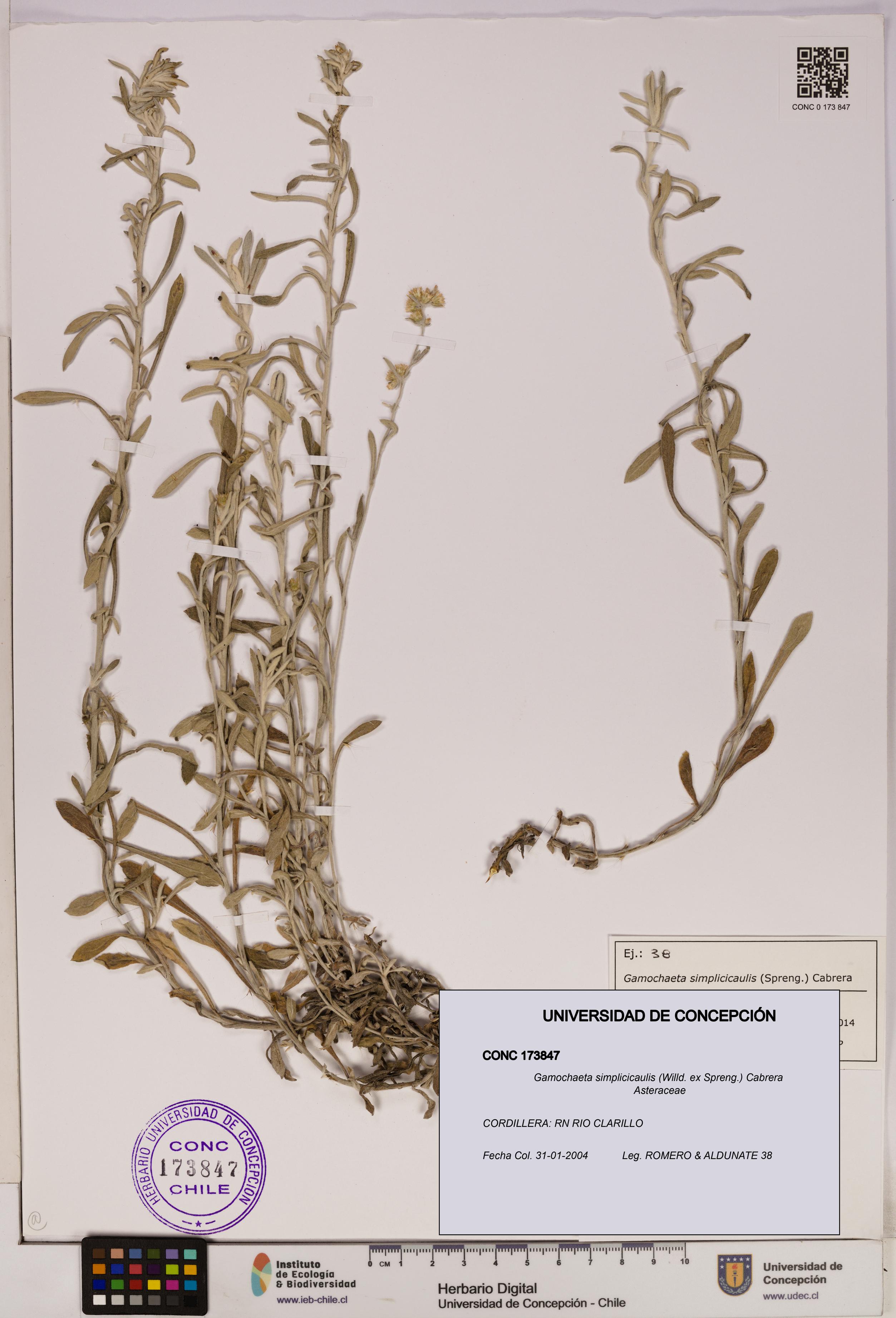 Gamochaeta simplicicaulis [Espécimen: UDEC:CONC:0173847]