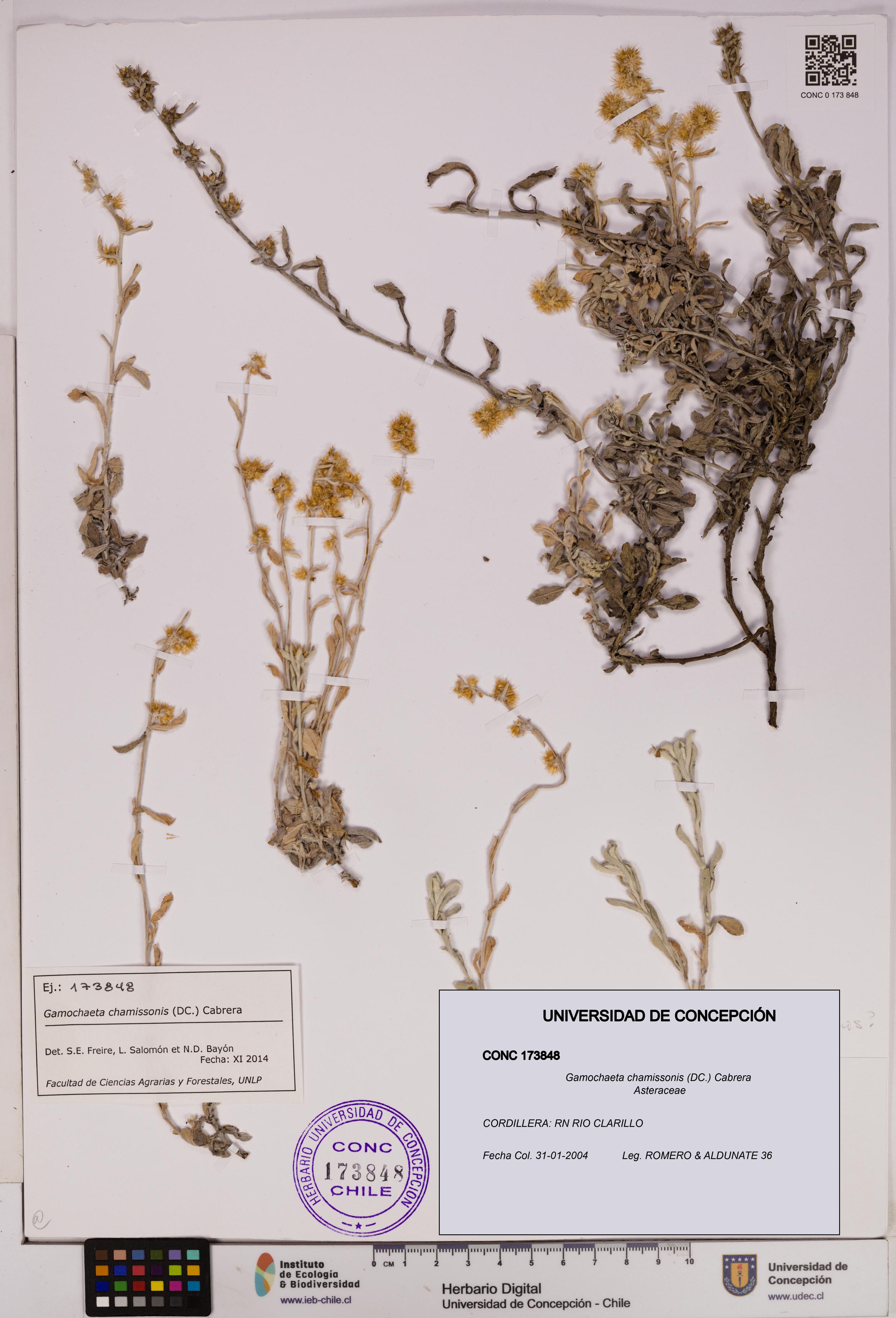 Gamochaeta chamissonis [Espécimen: UDEC:CONC:0173848]