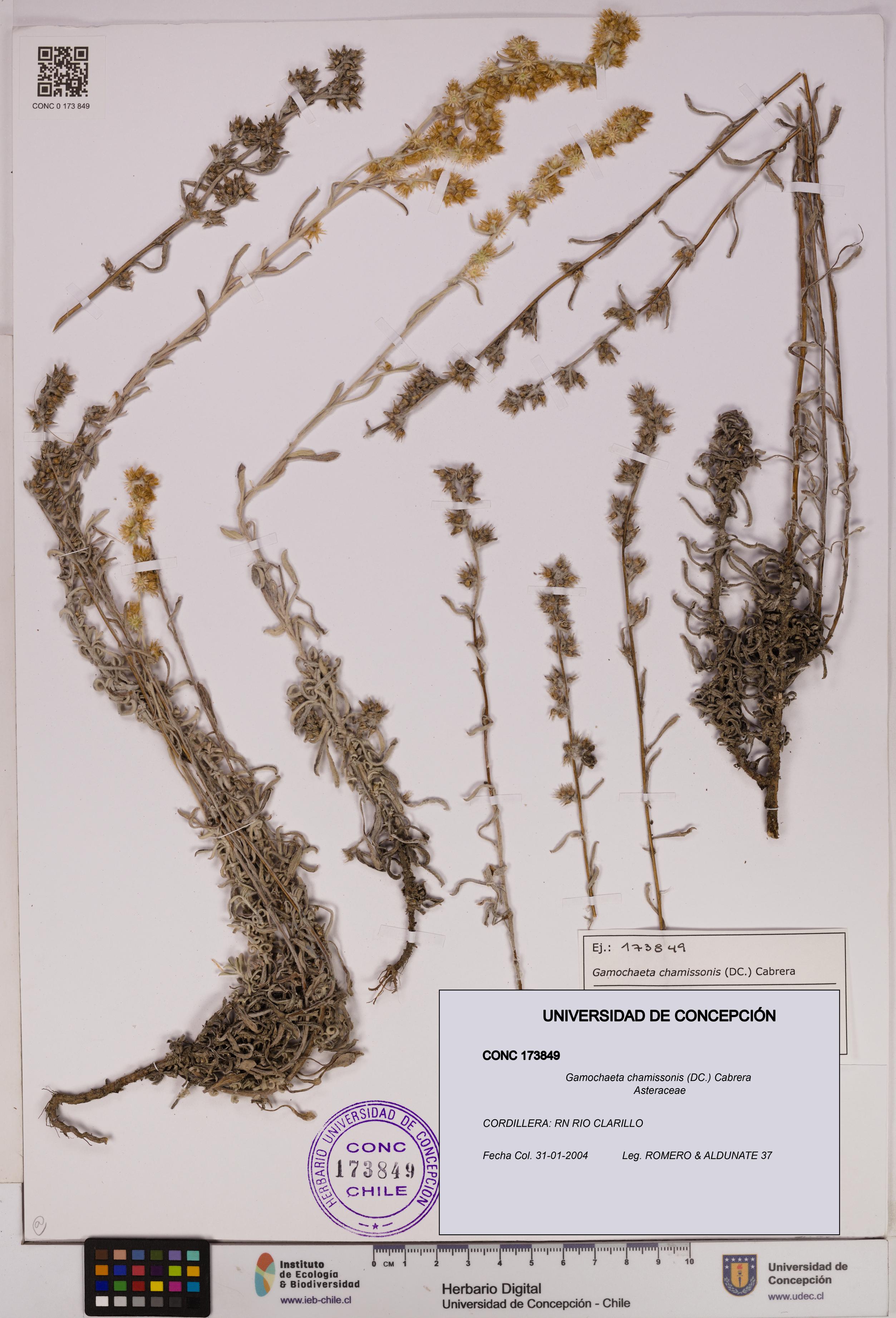 Gamochaeta chamissonis [Espécimen: UDEC:CONC:0173849]