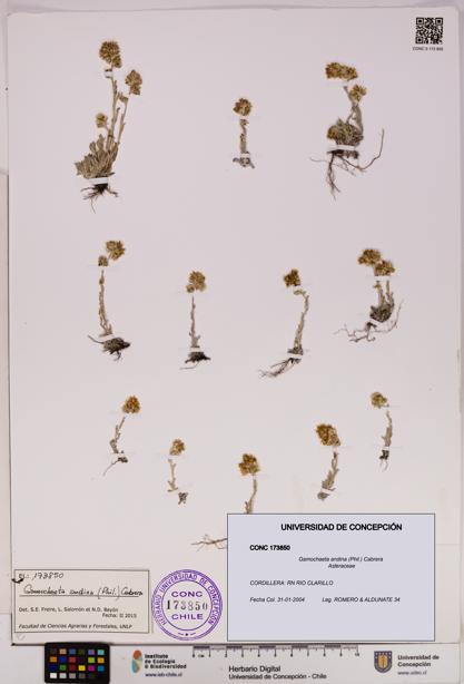 Gamochaeta andina [Espécimen: UDEC:CONC:0173850]