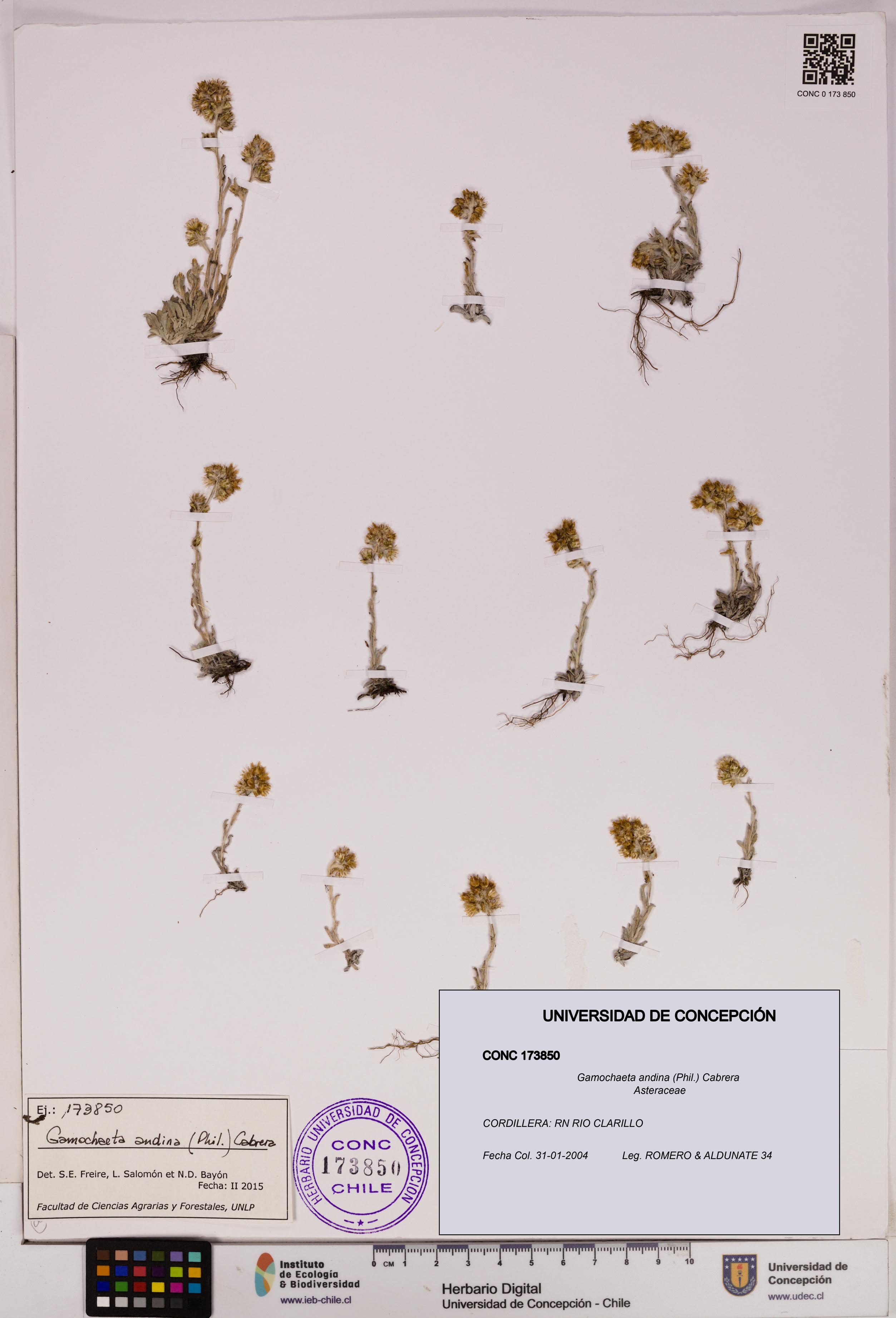 Gamochaeta andina [Espécimen: UDEC:CONC:0173850]