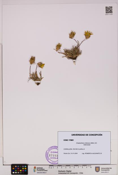 Chaetanthera chilensis [Espécimen: UDEC:CONC:0173851]