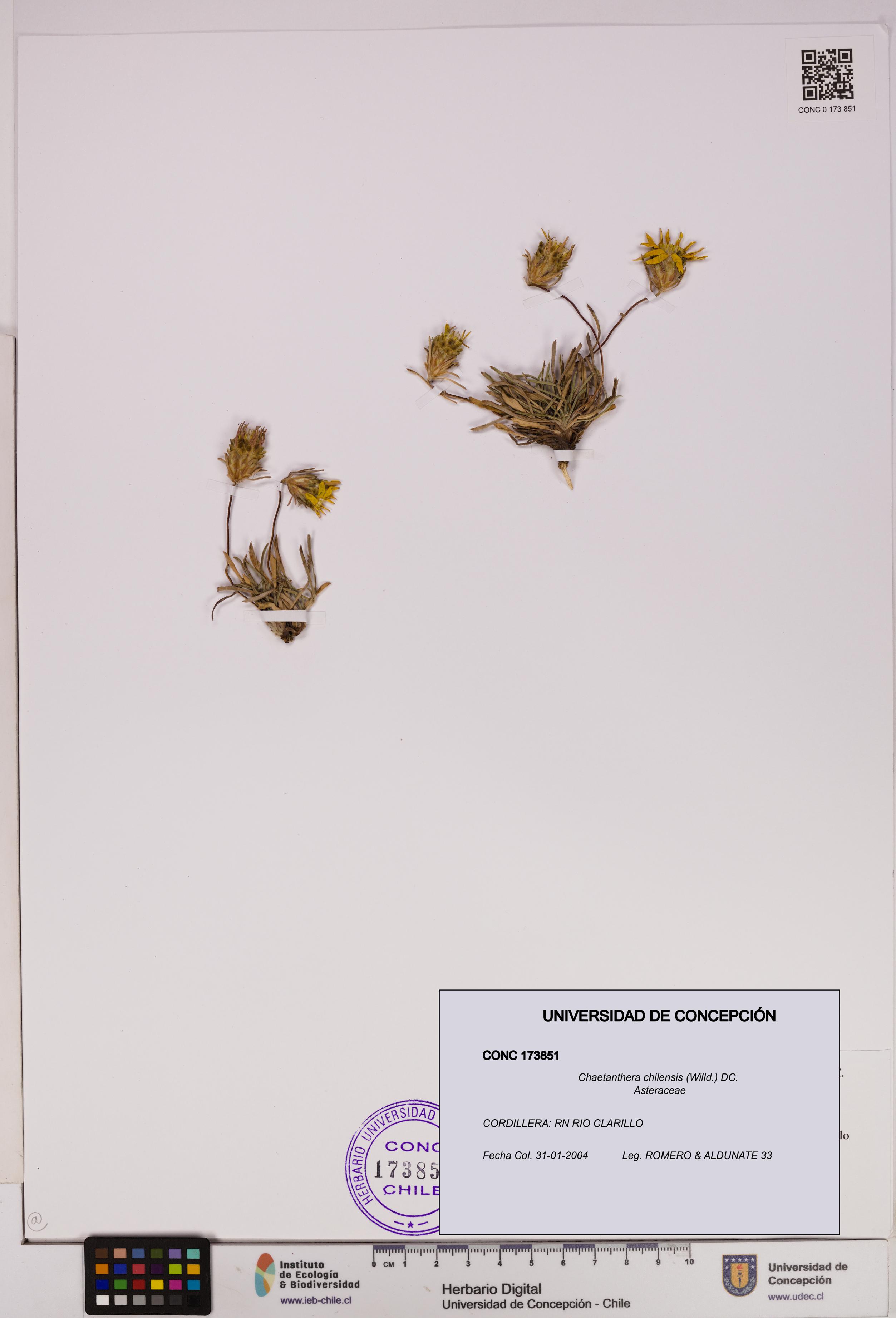 Chaetanthera chilensis [Espécimen: UDEC:CONC:0173851]