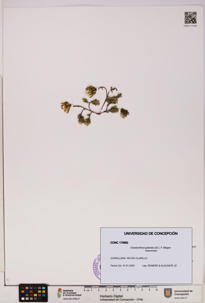 Chaetanthera glabrata [Espécimen: UDEC:CONC:0173852]