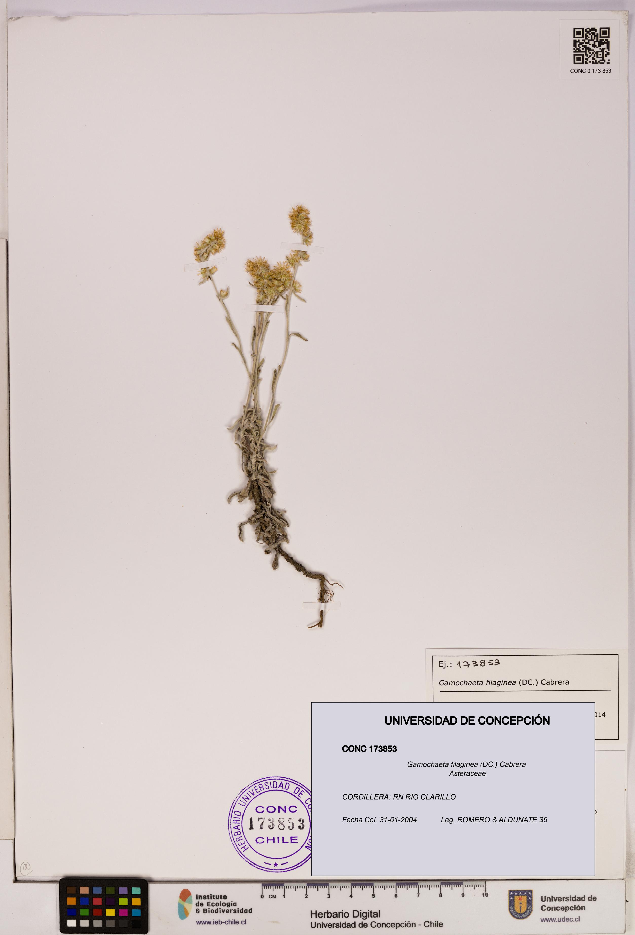 Gamochaeta filaginea [Espécimen: UDEC:CONC:0173853]