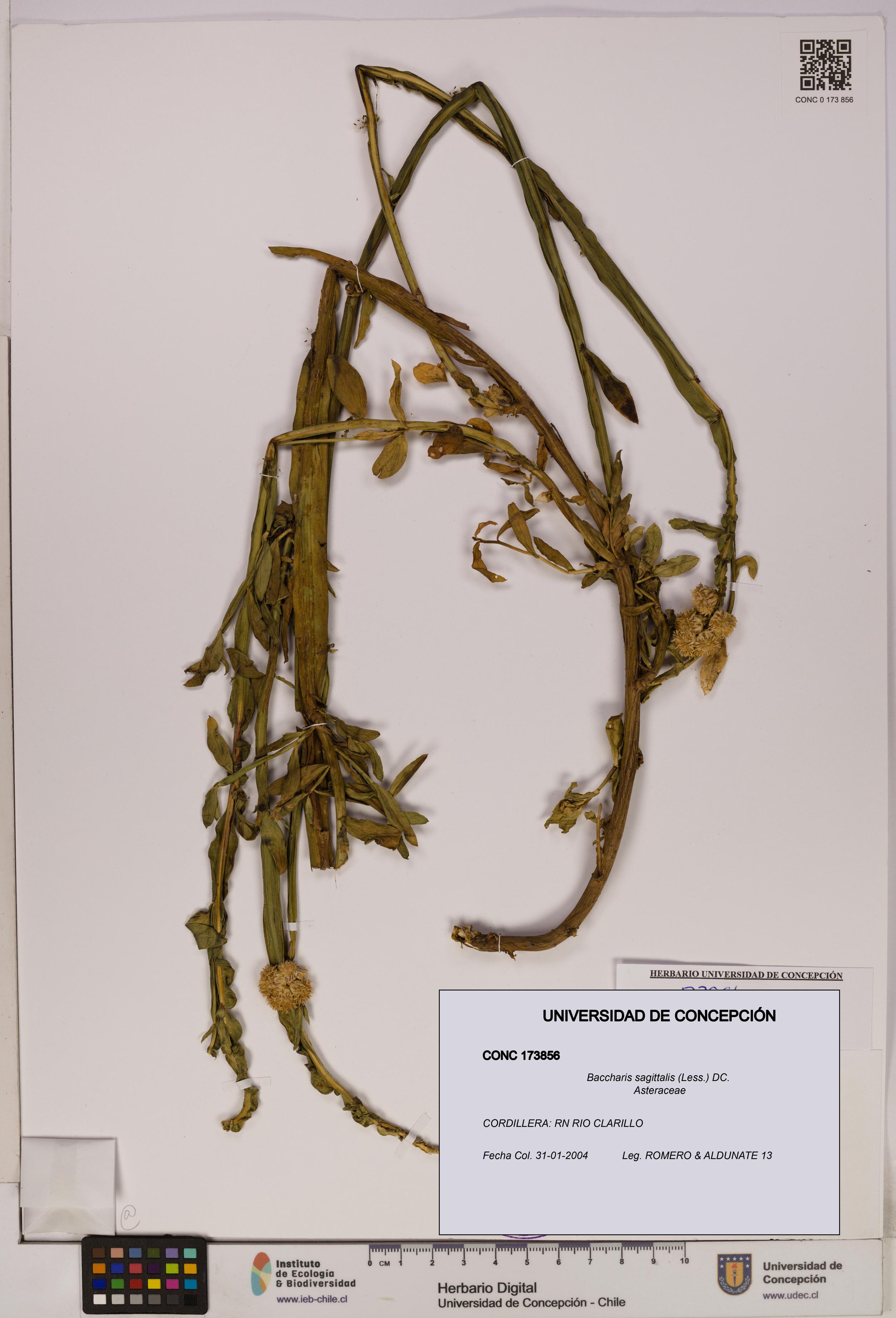 Baccharis sagittalis [Espécimen: UDEC:CONC:0173856]