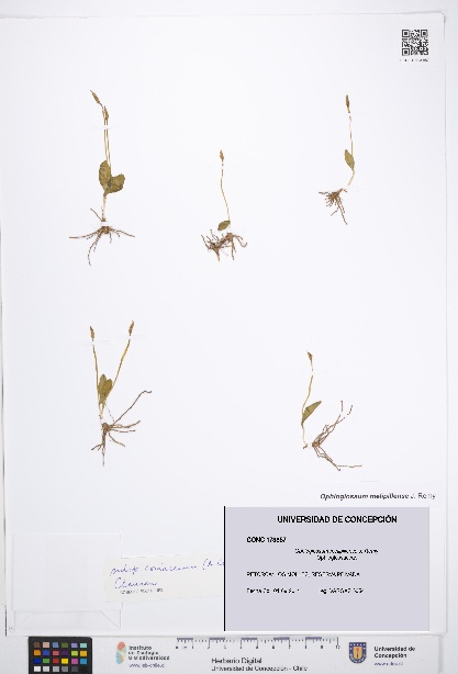 Ophioglossum melipillense [Espécimen: UDEC:CONC:0173857]