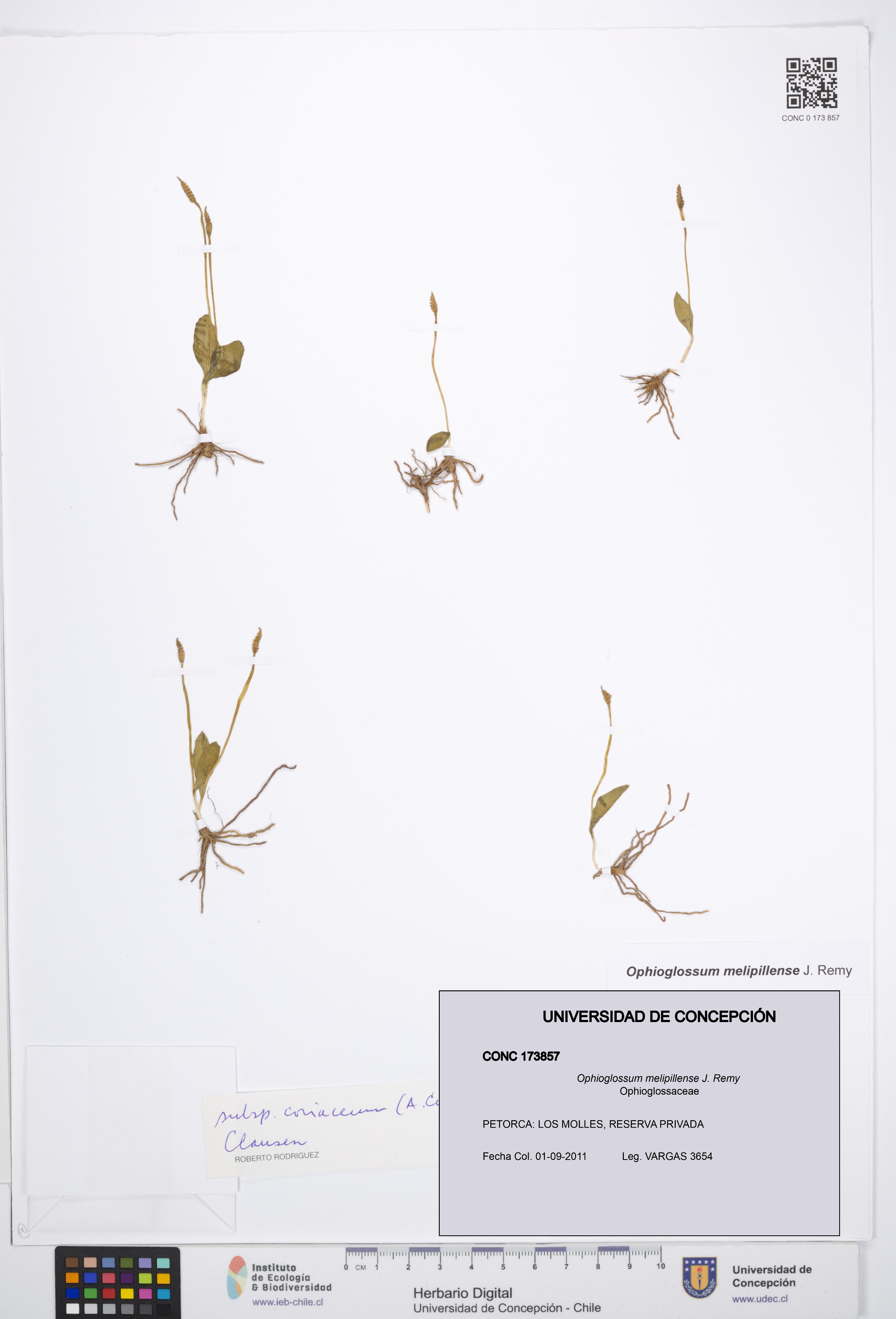 Ophioglossum melipillense [Espécimen: UDEC:CONC:0173857]