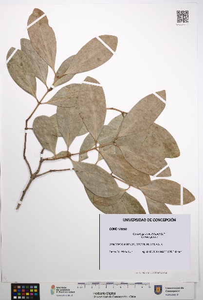 Gomortega keule [Espécimen: UDEC:CONC:0173860]