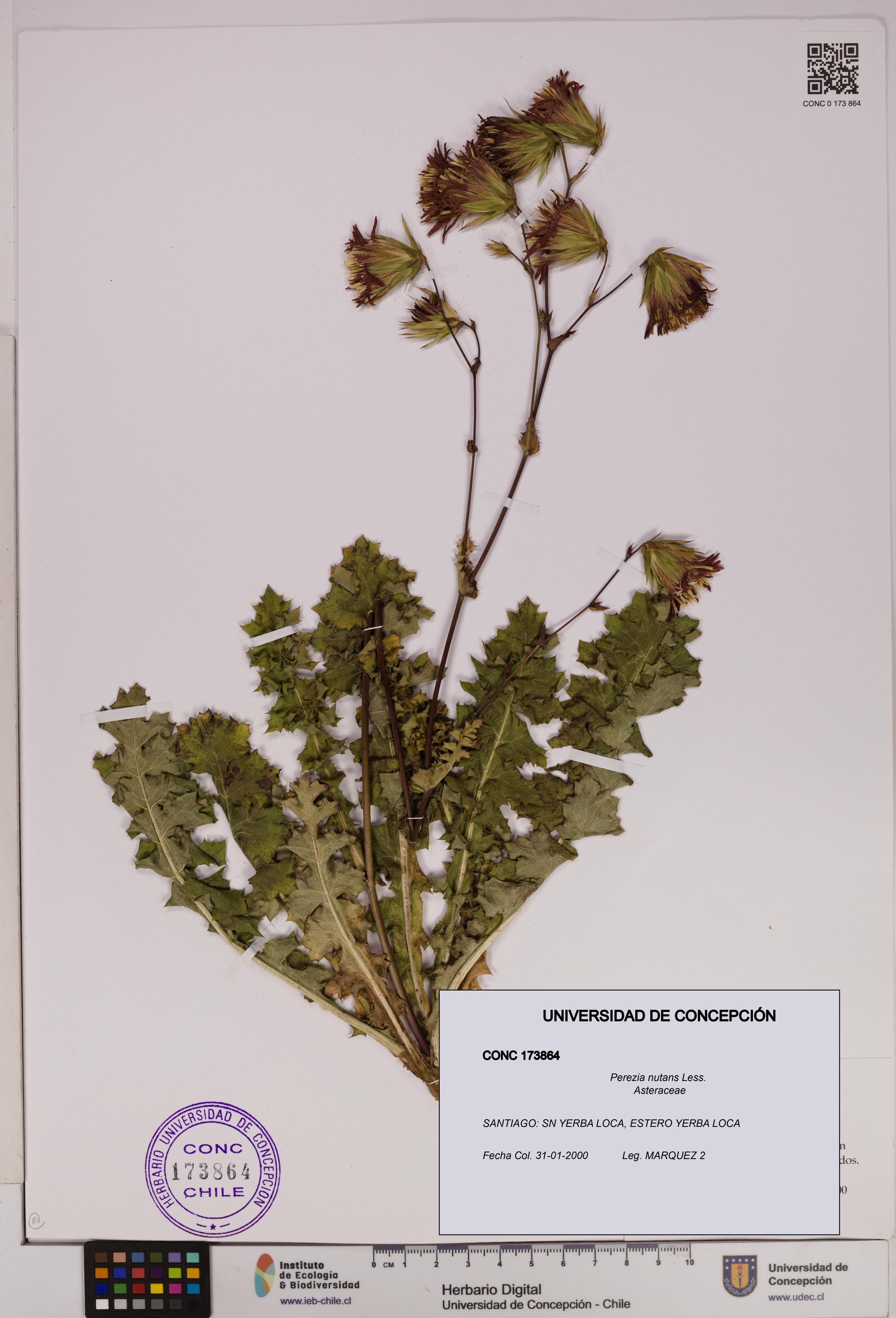 Perezia nutans [Espécimen: UDEC:CONC:0173864]