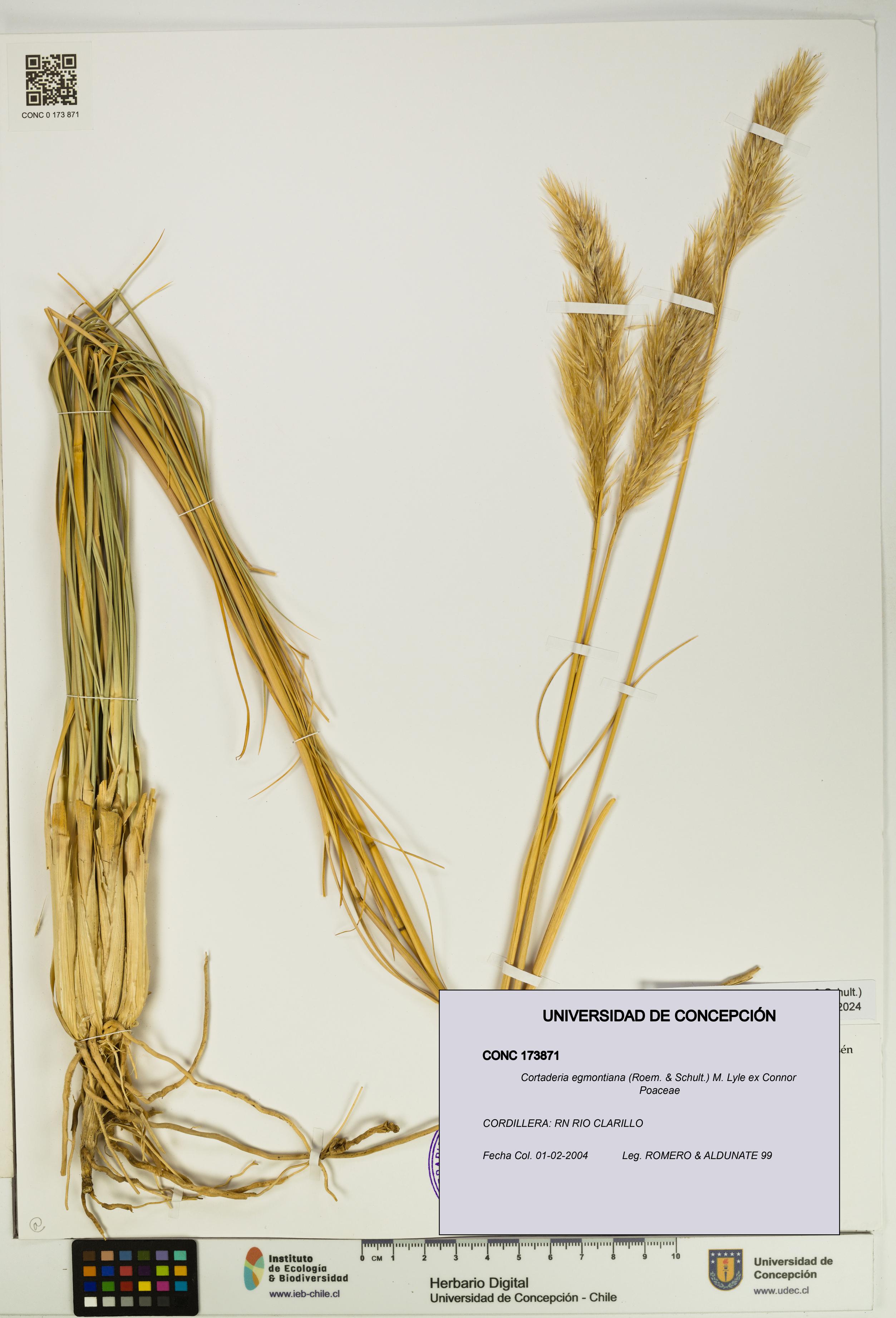 Cortaderia egmontiana [Espécimen: UDEC:CONC:0173871]