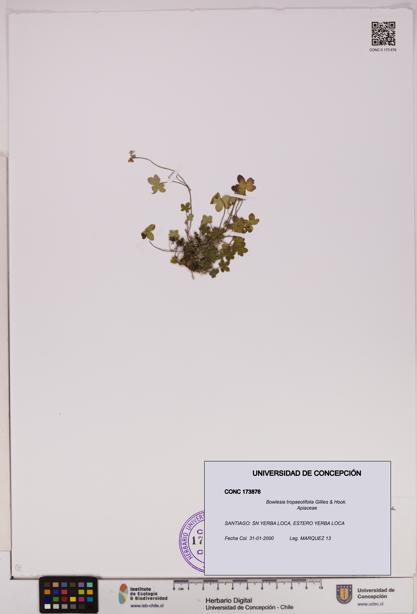 Bowlesia tropaeolifolia [Espécimen: UDEC:CONC:0173876]