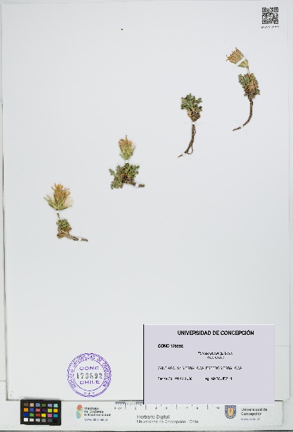 Perezia poeppigii [Espécimen: UDEC:CONC:0173892]