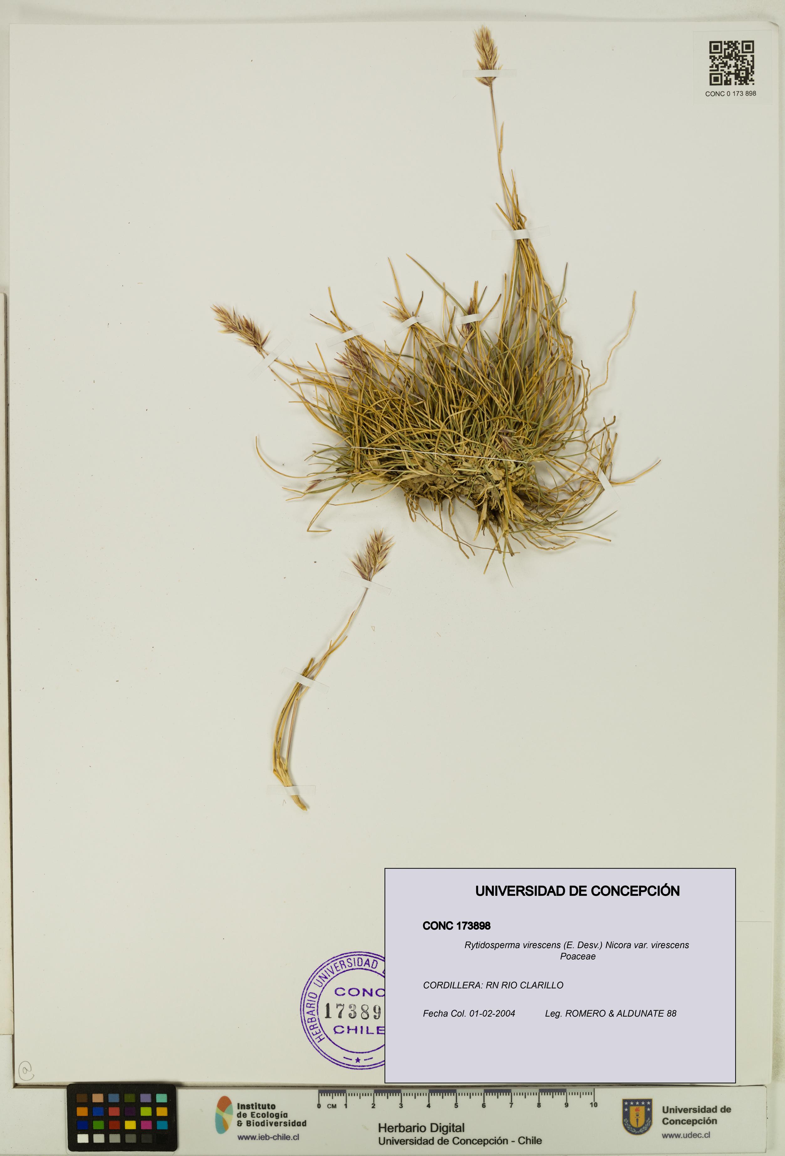Rytidosperma virescens var. virescens [Espécimen: UDEC:CONC:0173898]