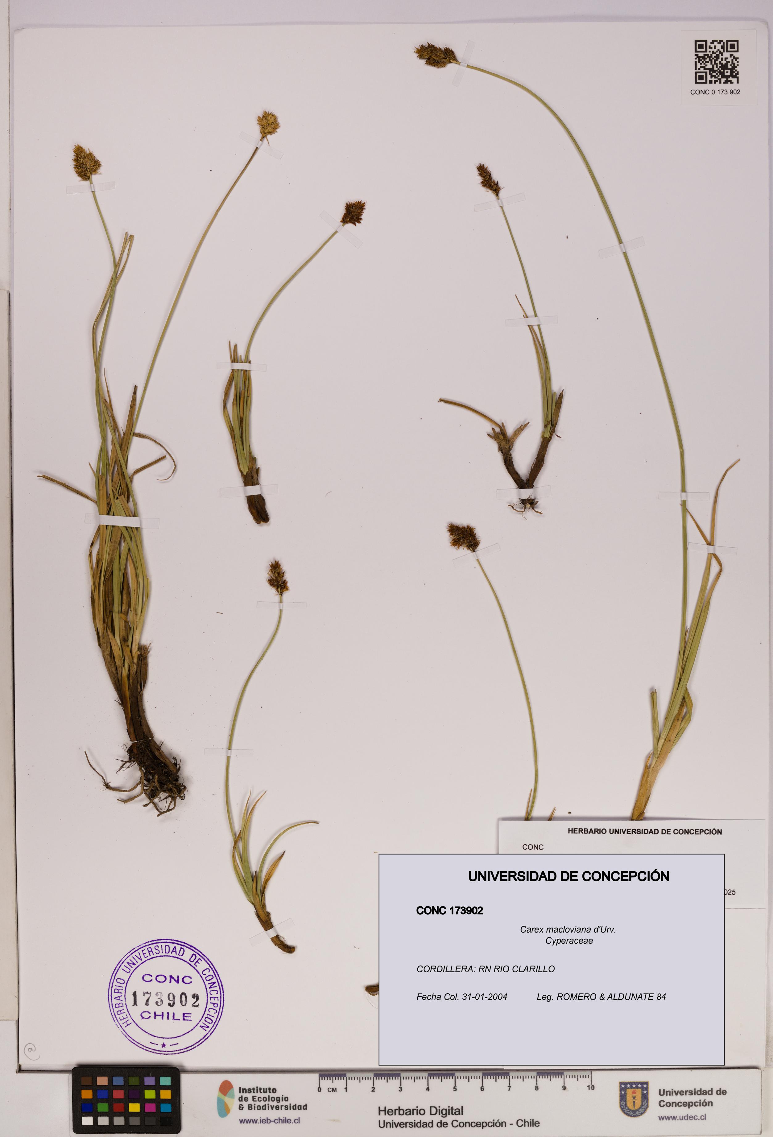Carex macloviana [Espécimen: UDEC:CONC:0173902]