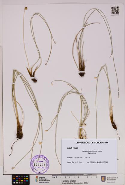 Carex setifolia [Espécimen: UDEC:CONC:0173905]