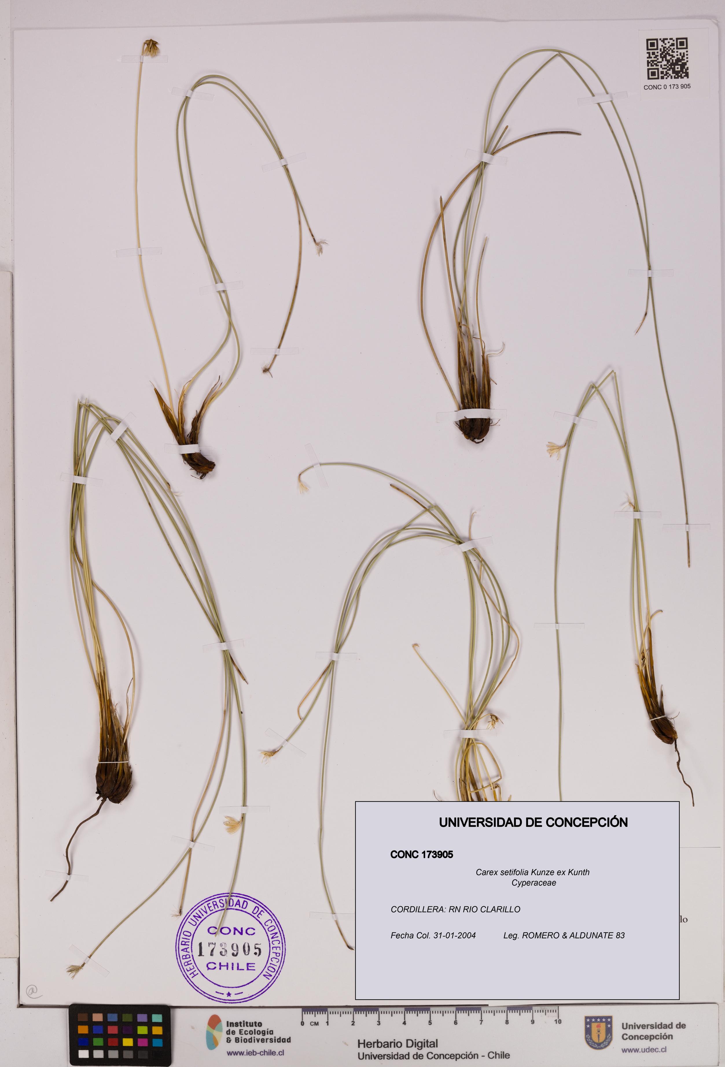 Carex setifolia [Espécimen: UDEC:CONC:0173905]