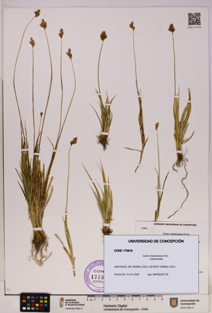 Carex macloviana [Espécimen: UDEC:CONC:0173915]