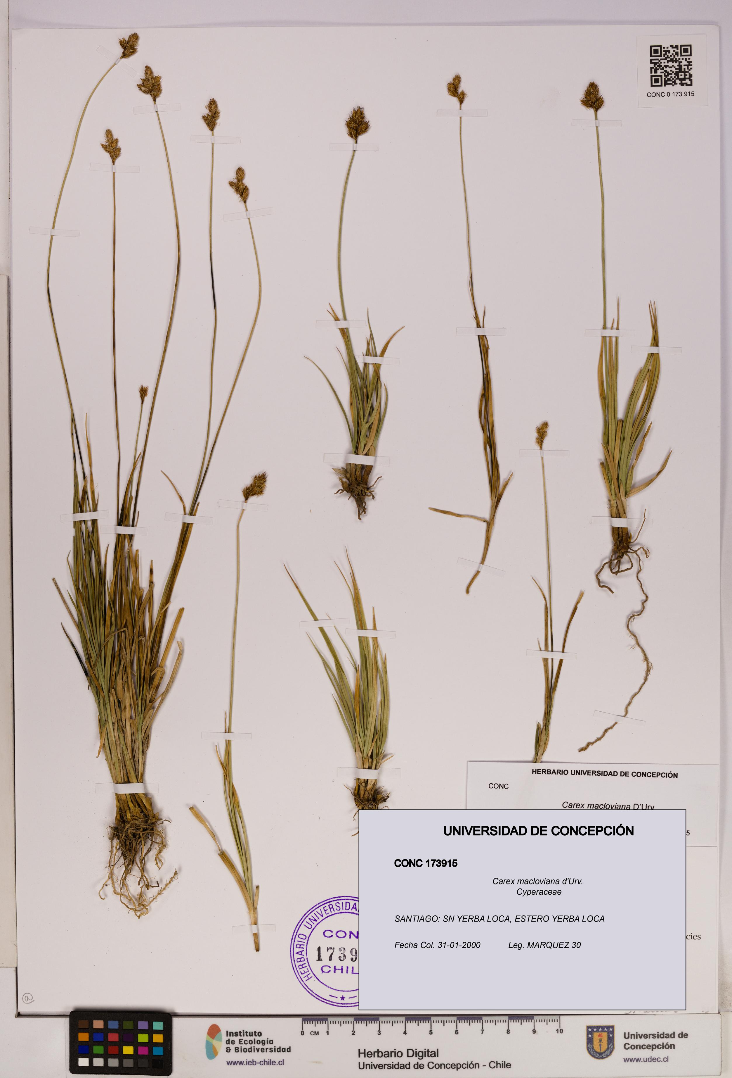 Carex macloviana [Espécimen: UDEC:CONC:0173915]