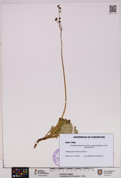Calceolaria filicaulis [Espécimen: UDEC:CONC:0173922]