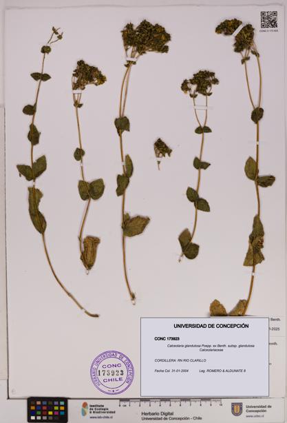 Calceolaria glandulosa [Espécimen: UDEC:CONC:0173923]