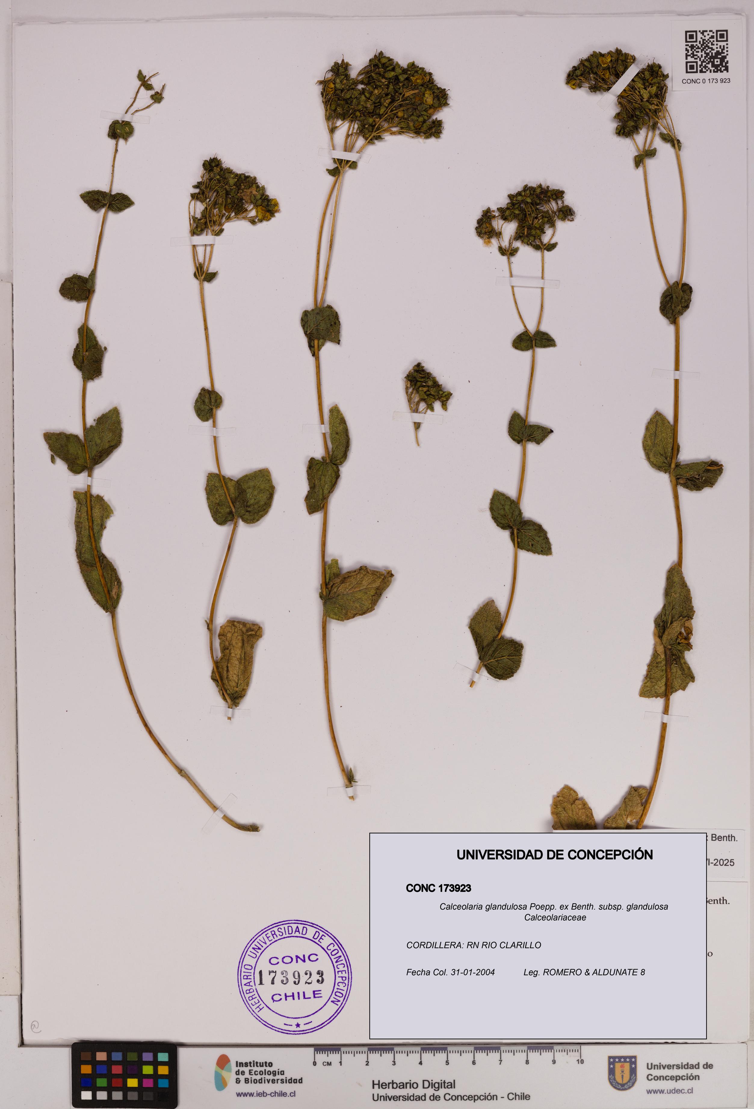 Calceolaria glandulosa [Espécimen: UDEC:CONC:0173923]