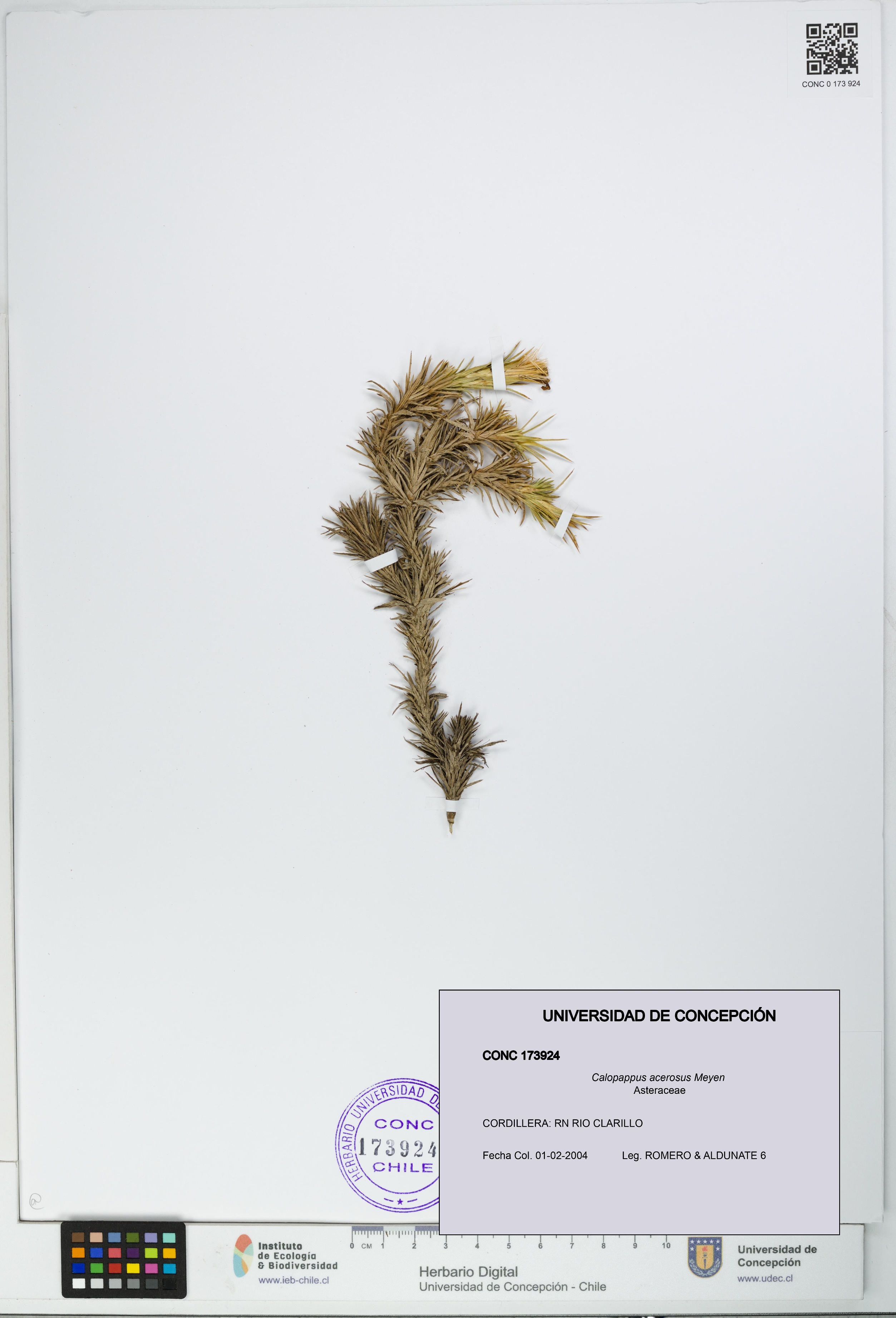 Calopappus acerosus [Espécimen: ]