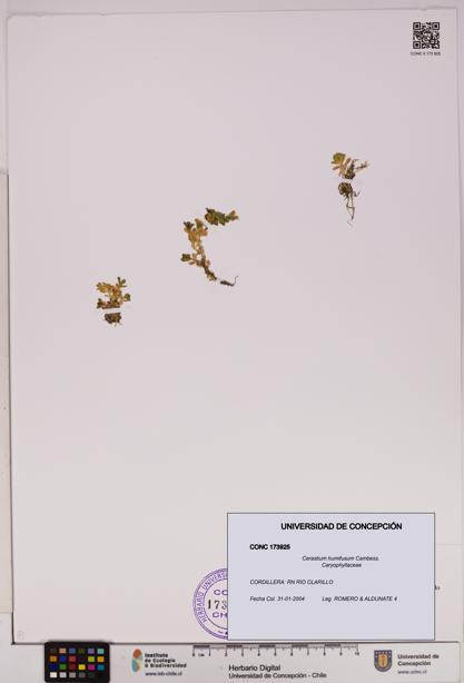 Cerastium humifusum [Espécimen: UDEC:CONC:0173925]
