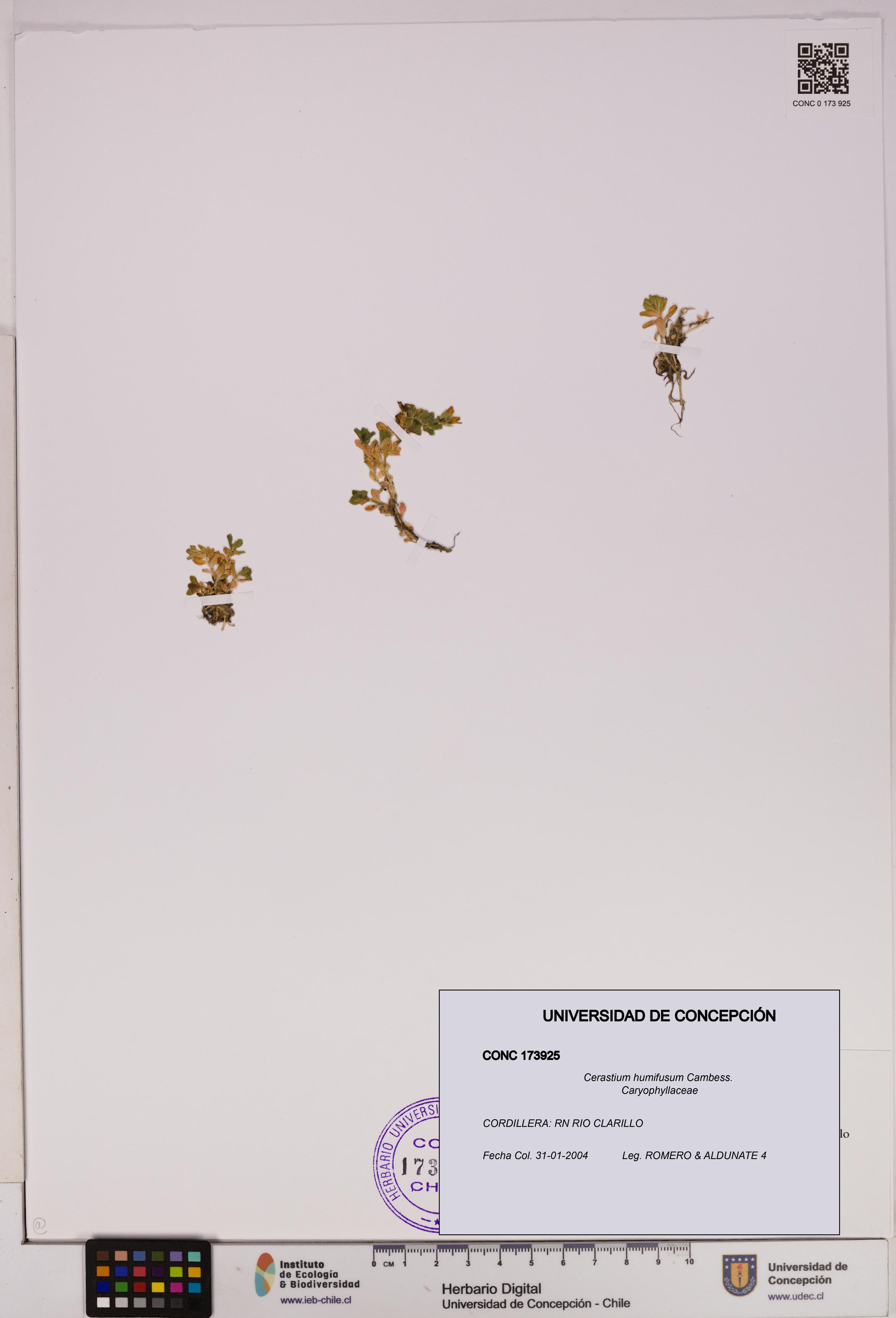 Cerastium humifusum [Espécimen: UDEC:CONC:0173925]
