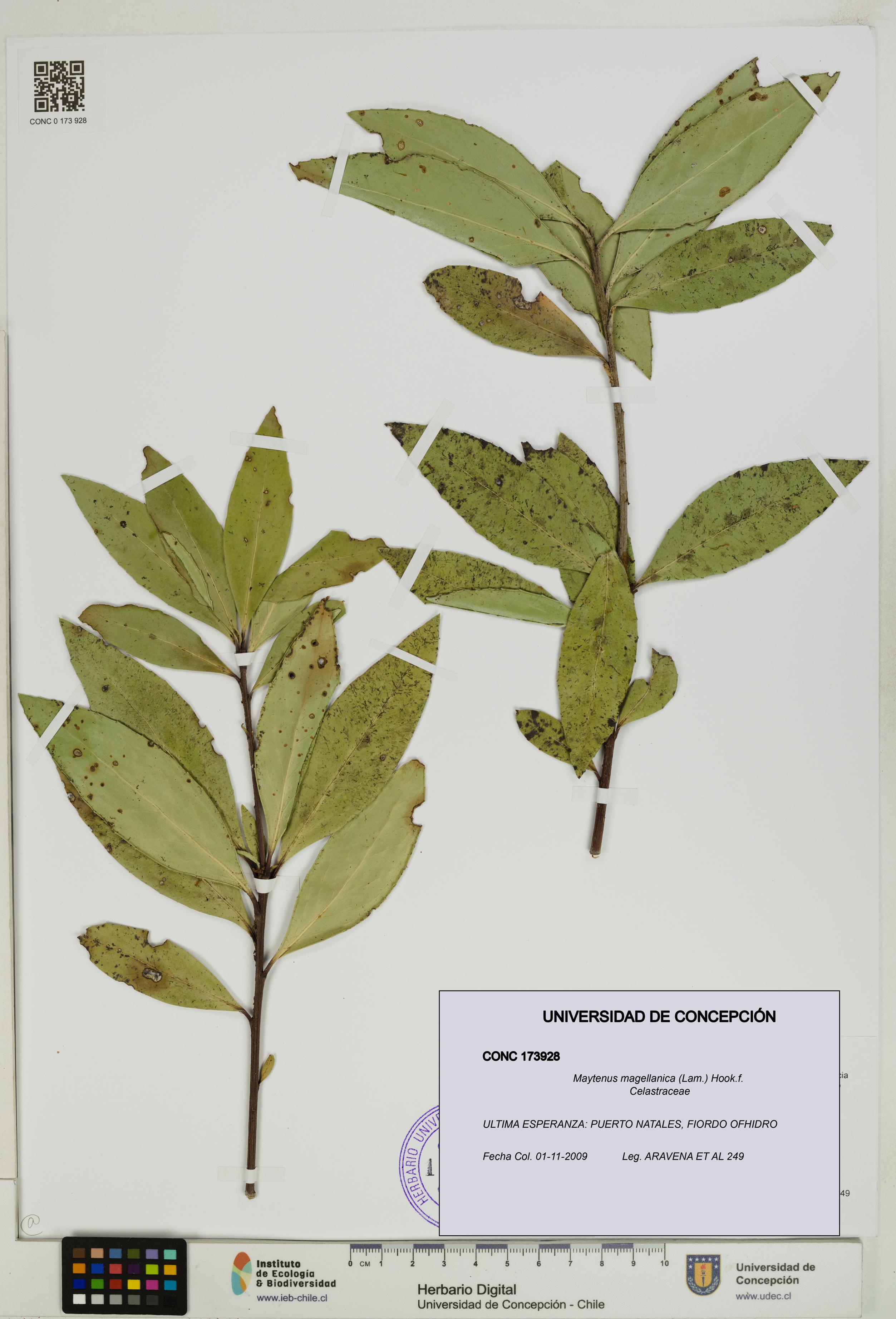 Maytenus magellanica [Espécimen: UDEC:CONC:0173928]