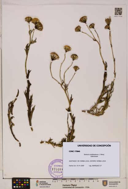Senecio bustillosianus [Espécimen: UDEC:CONC:0173940]