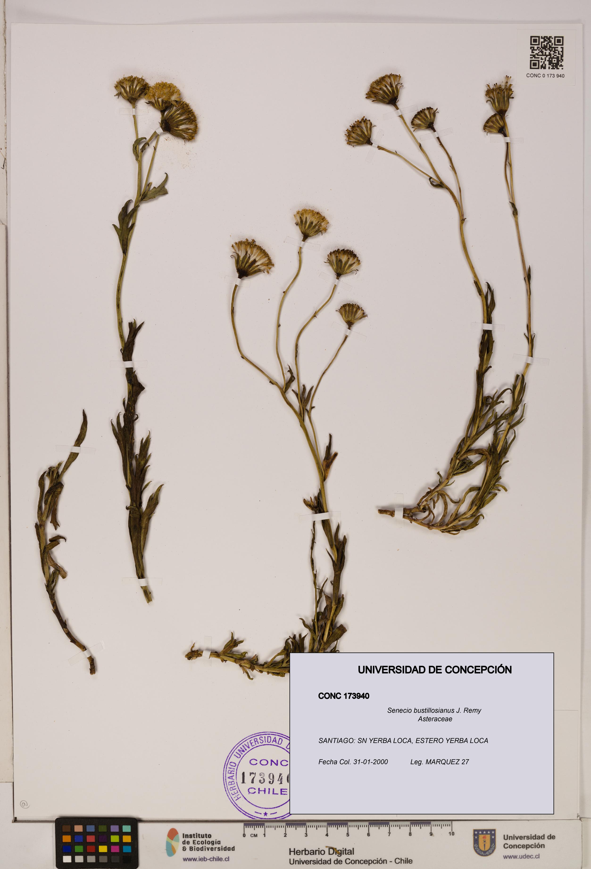 Senecio bustillosianus [Espécimen: UDEC:CONC:0173940]