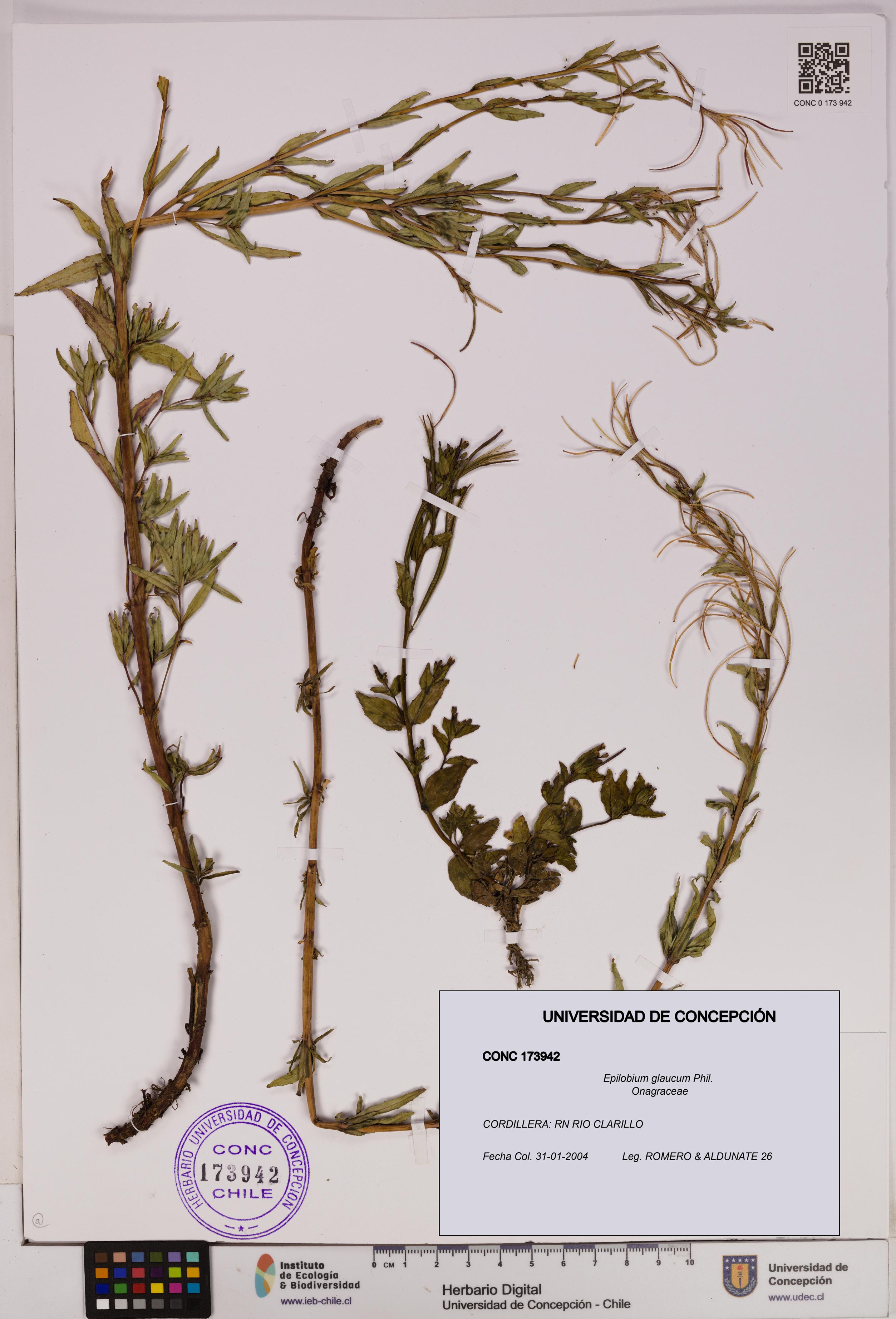 Epilobium glaucum [Espécimen: UDEC:CONC:0173942]