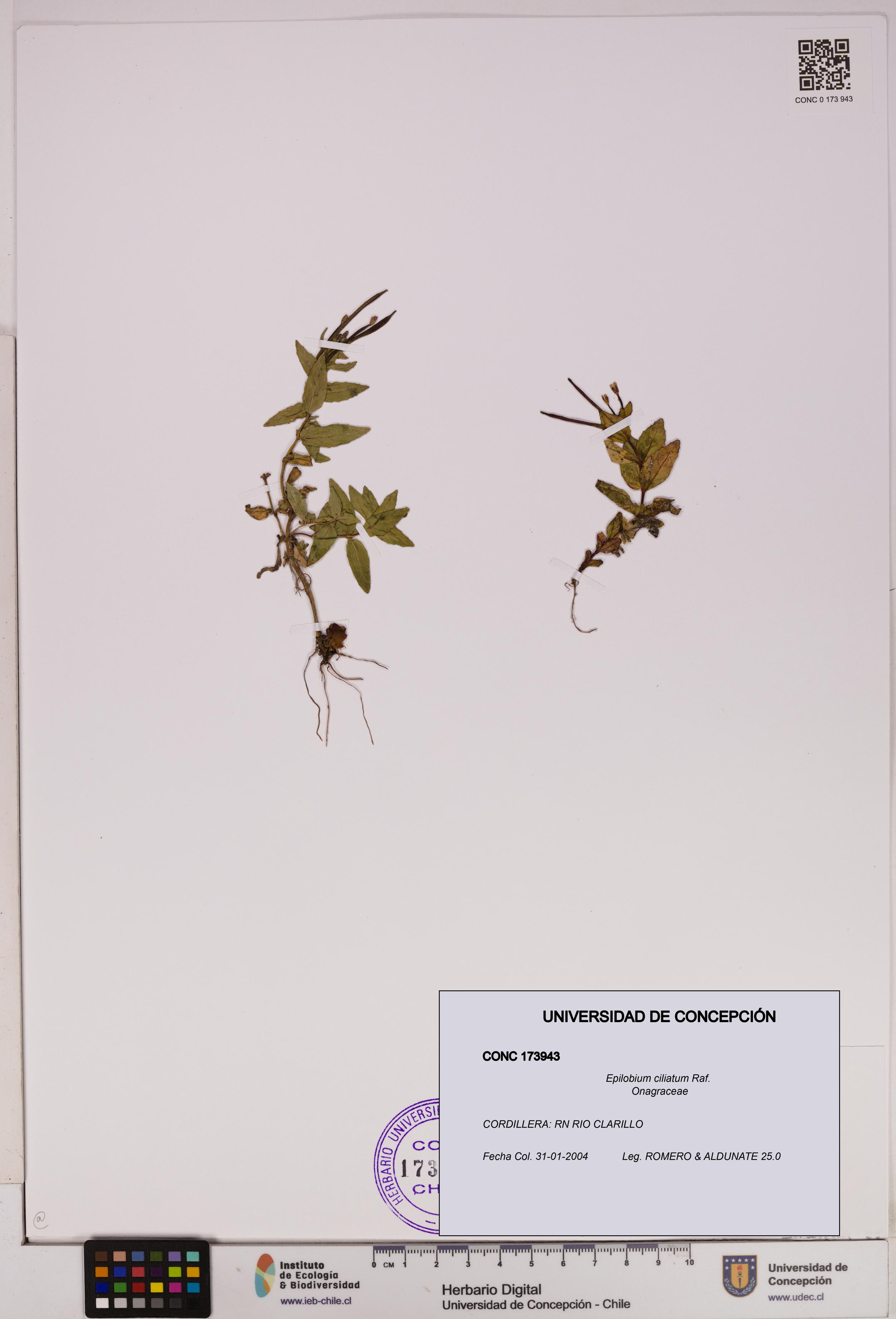 Epilobium ciliatum [Espécimen: UDEC:CONC:0173943]