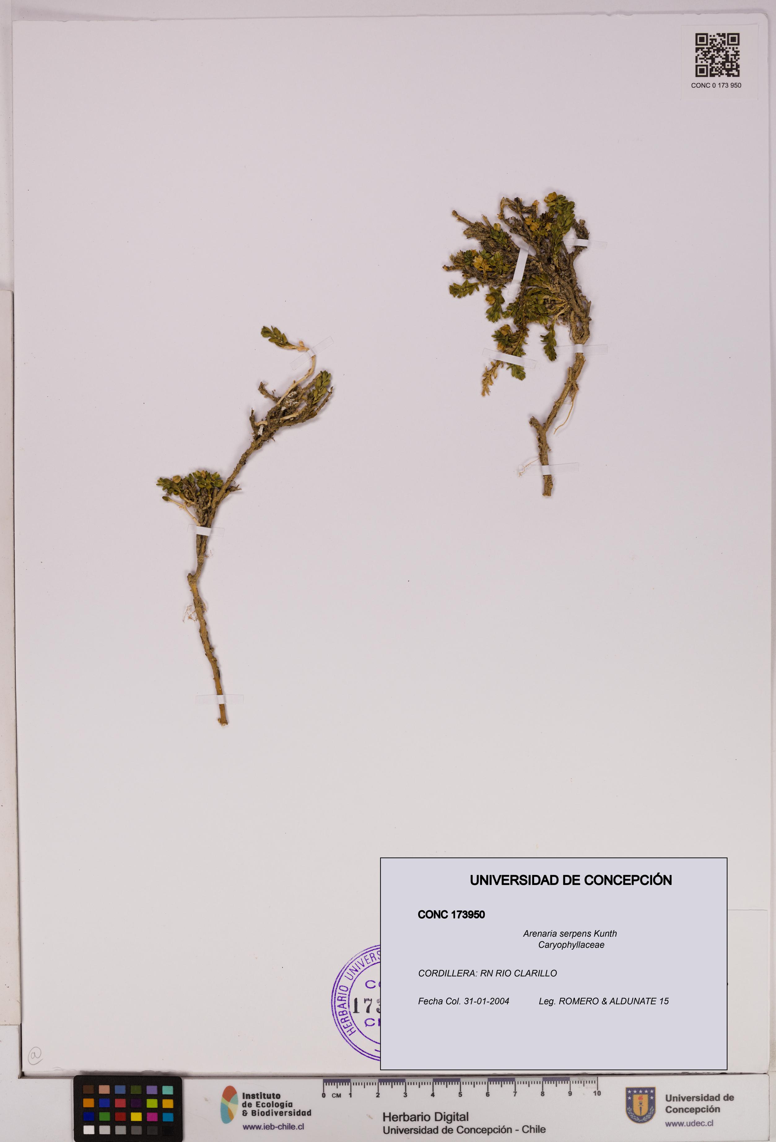 Arenaria serpens [Espécimen: UDEC:CONC:0173950]