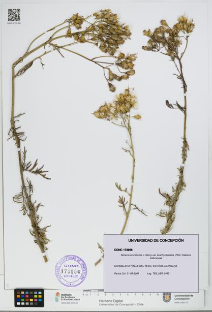Senecio eruciformis var. brachycephalus [Espécimen: UDEC:CONC:0173956]