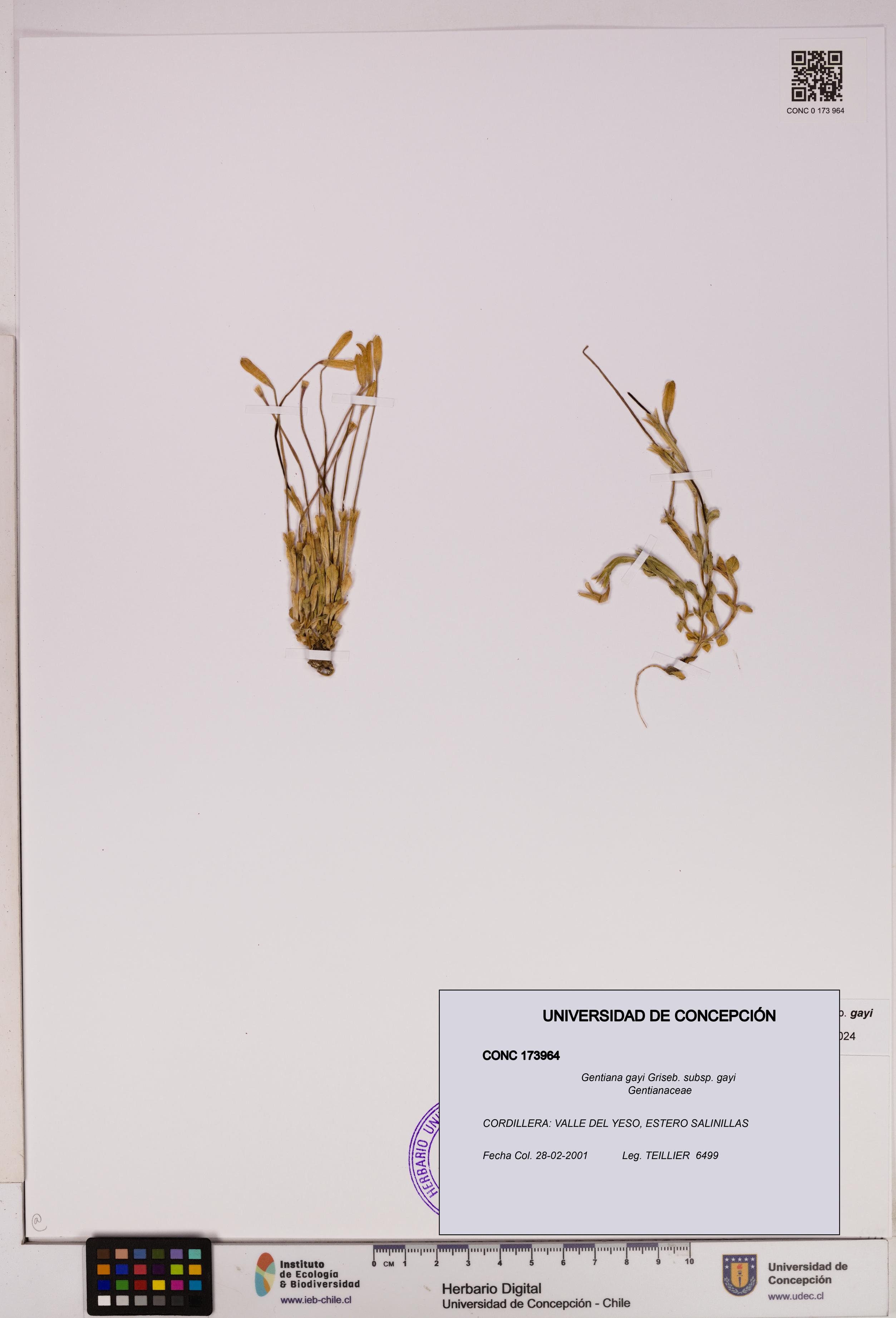 Gentiana gayi subsp. gayi [Espécimen: UDEC:CONC:0173964]
