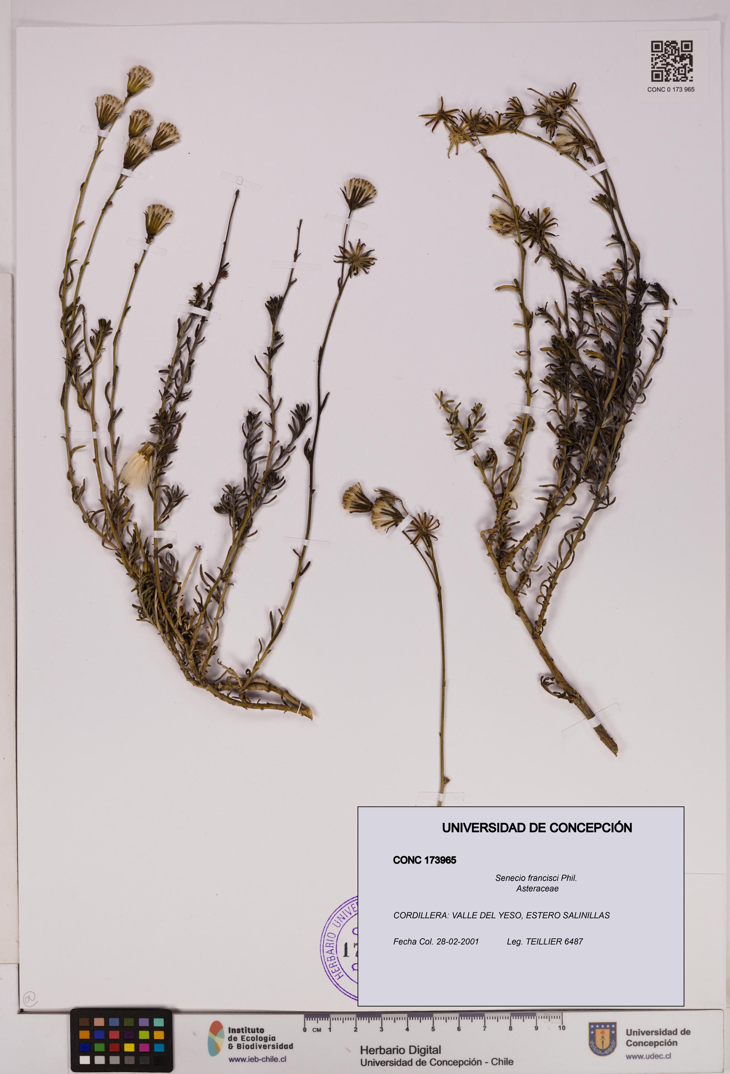 Senecio francisci [Espécimen: UDEC:CONC:0173965]