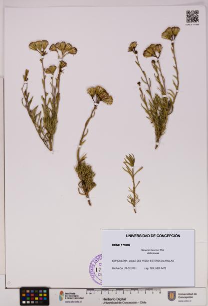Senecio francisci [Espécimen: UDEC:CONC:0173969]
