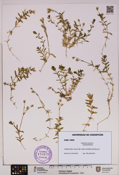 Cerastium arvense [Espécimen: UDEC:CONC:0173972]