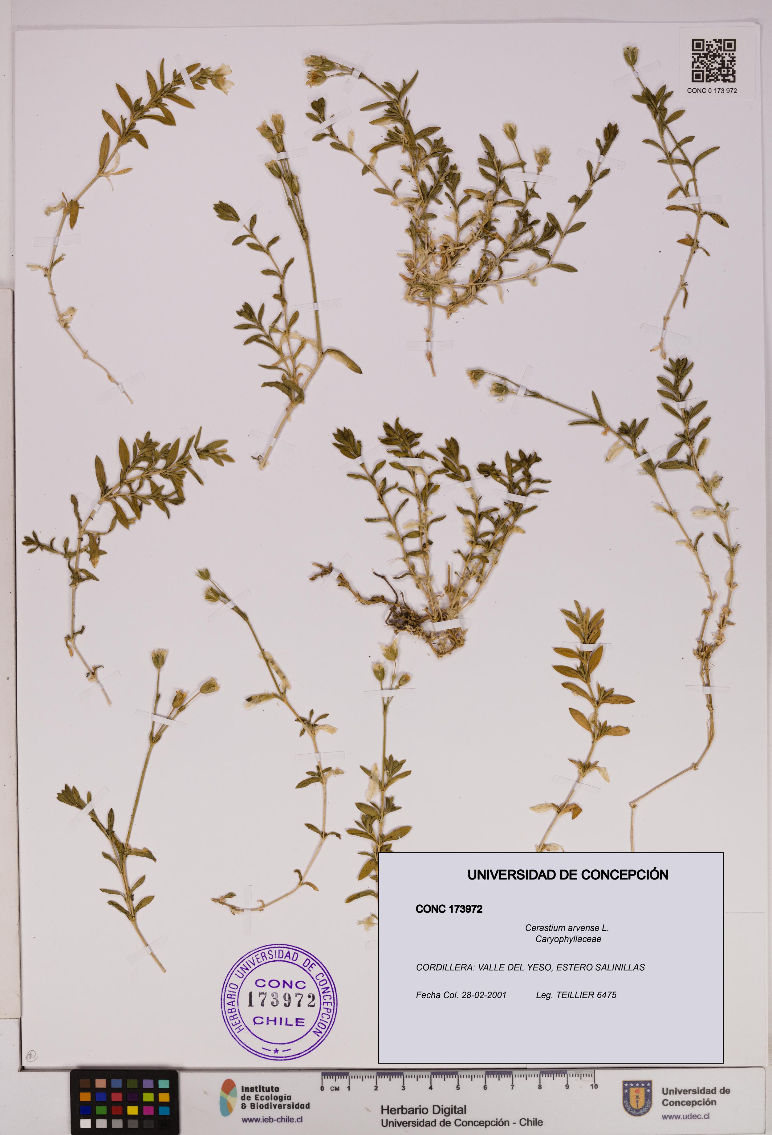 Cerastium arvense [Espécimen: UDEC:CONC:0173972]