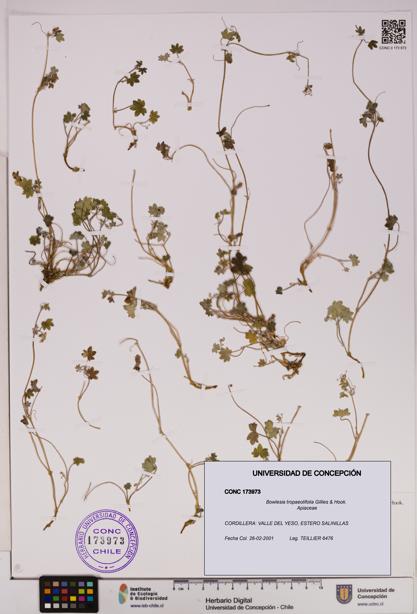 Bowlesia tropaeolifolia [Espécimen: UDEC:CONC:0173973]