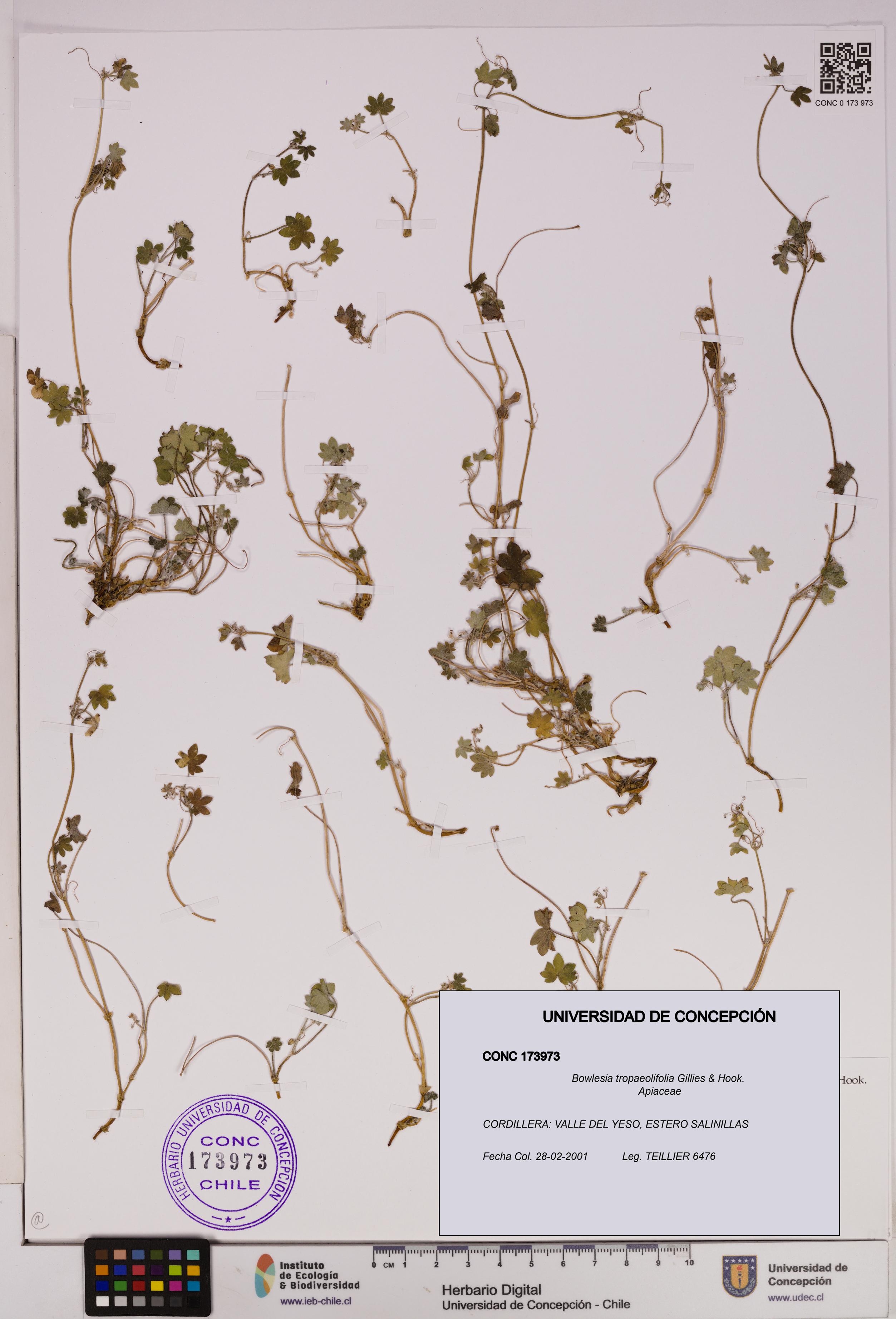 Bowlesia tropaeolifolia [Espécimen: UDEC:CONC:0173973]