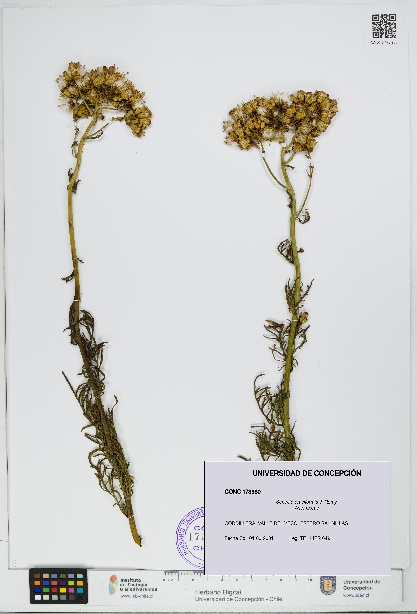 Senecio eruciformis [Espécimen: UDEC:CONC:0173980]