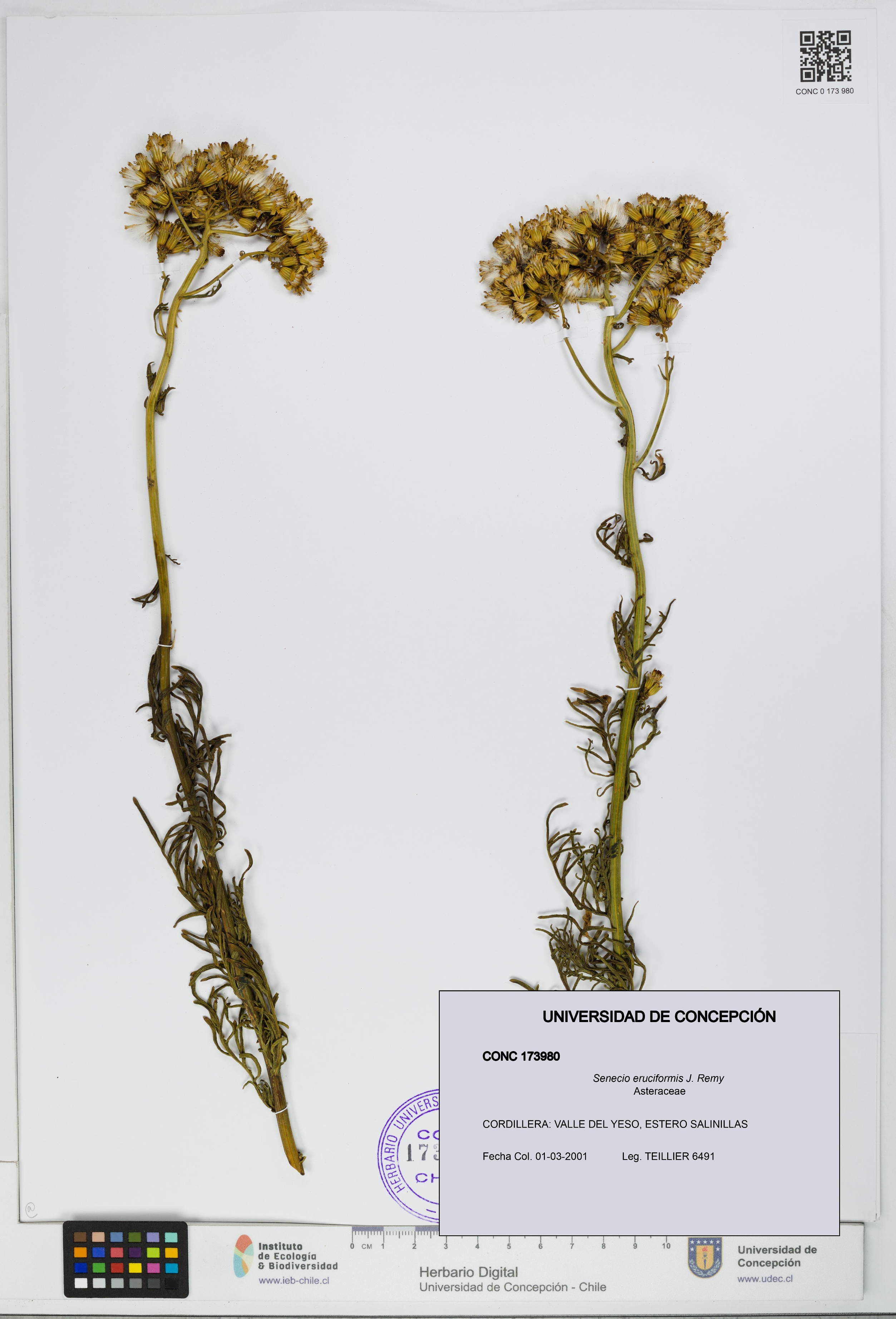 Senecio eruciformis [Espécimen: UDEC:CONC:0173980]
