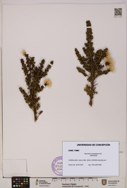 Baccharis poeppigiana [Espécimen: UDEC:CONC:0173981]