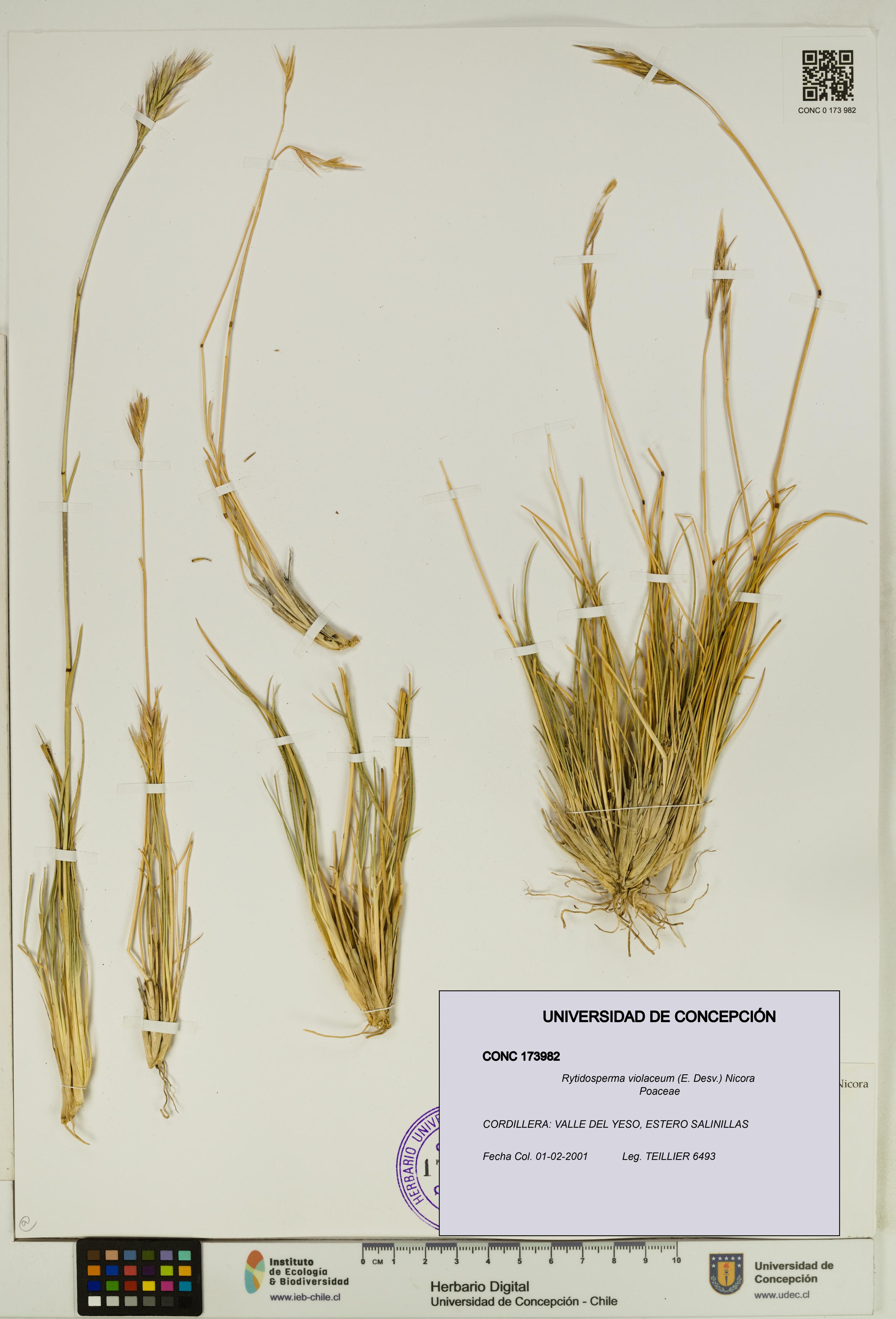 Rytidosperma violaceum [Espécimen: UDEC:CONC:0173982]